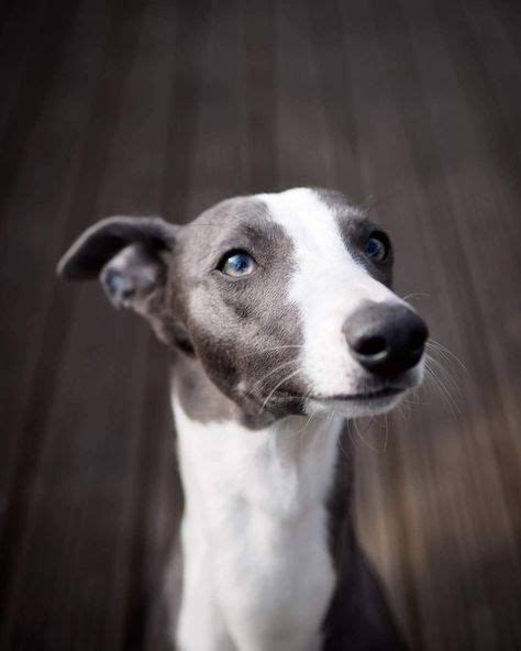 Whippet Portrait On Instagarm Whippetnamedblue Whippet Puppies