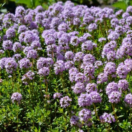 Ecoflora Thymus Praecox Coccineus