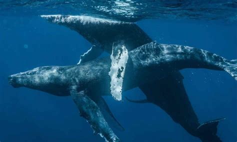 First Ever Photographs Of Two Male Humpback Whales Having Sex