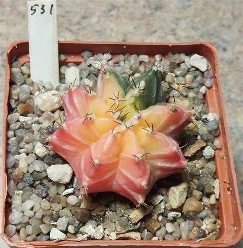 531 Gymnocalycium Mihanovichii F Variegata Cactus Shop