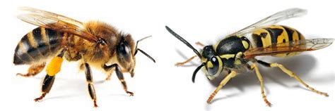 Diferencia Entre Abeja Y Avispa Lo Que Debes Saber