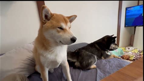 ようやく何かを学んだ柴犬の子犬shiba Inu Puppy Youtube