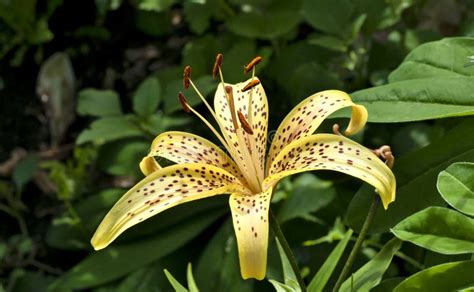 Yellow tiger Lily stock photo. Image of bouquet, closeup - 101483724