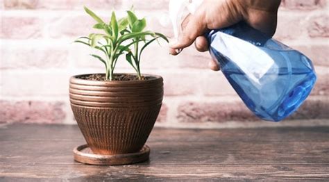 Will Bleach Kill Houseplants With Helpful Answers