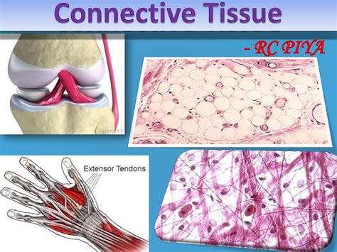 Solution Connective Tissue I Connective Tissue Proper Copy Studypool