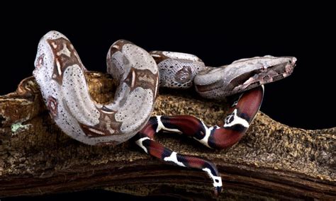 Dwarf Boa - A-Z Animals
