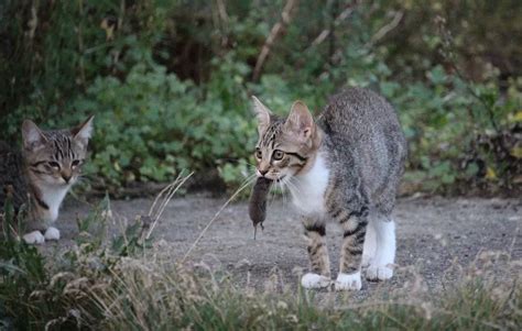 Cas De Peste Bubonique Aux Etats Unis Ce Que Lon Sait De La