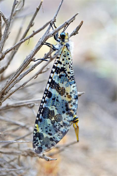 neuroptera fotos de stock fotos libres de regalias de dreamstime