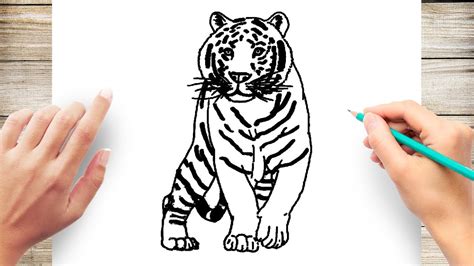 How To Draw White Tiger Youtube