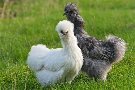 Silkie Chicken Why These Fluffy Chickens Are A Joy To Raise