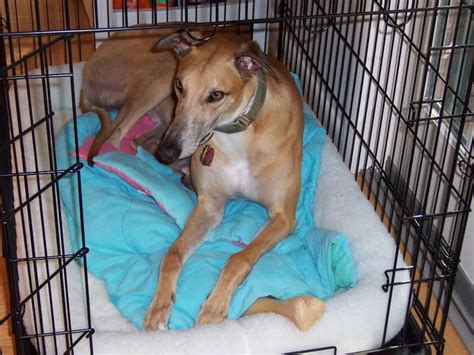 Get Great Tips for Crate Training Your Greyhound