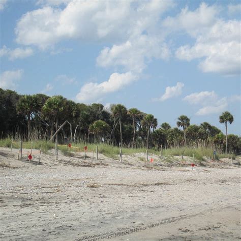 Edisto Beach State Park Camping Camping | The Dyrt