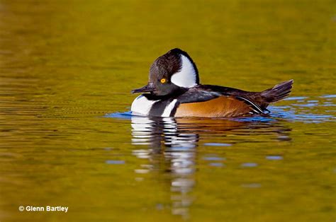 Hooded Merganser Male And Female