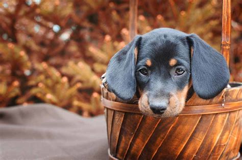 Estos perros no sueltan pelo y te sorprenderá el motivo