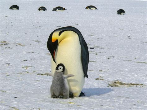 The 8 Types Of Penguins In Antarctica: A Photo Guide