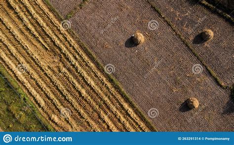 Rice Fields After Harvesting Rice In Thailand Drone Flies Over The