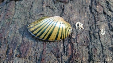 Mussels: More than Just a Shell in the Mud – Georgia Wildlife Blog