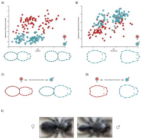 Geometric Morphometrics Reveals Sex Differential Shape Allometry In A Spider [peerj]