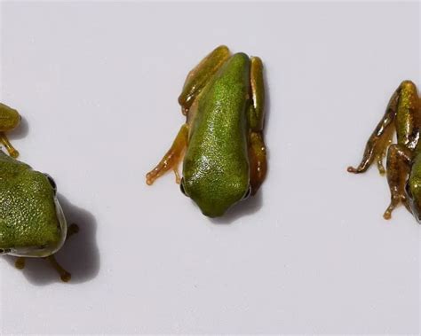 American green tree frog - Facts, Diet, Habitat & Pictures on Animalia.bio