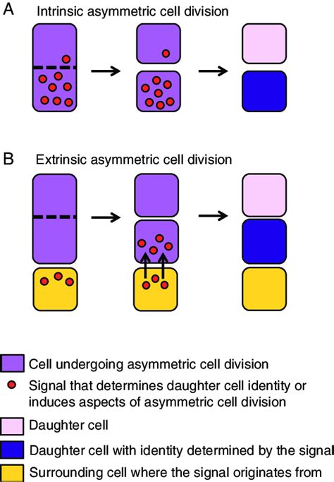 Intrinsic And Extrinsic Asymmetric Divisions A In Intrinsic