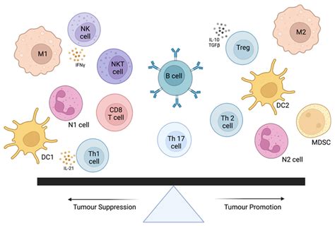 Comparative Evaluation Of Tumor Infiltrating Lymphocytes In Companion