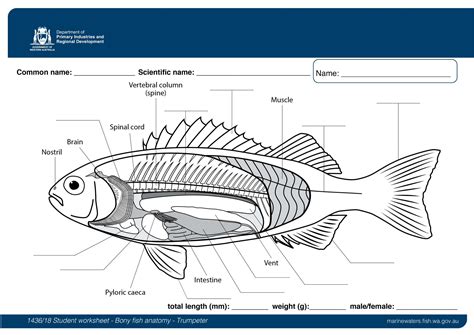 Osteichthyes Anatomy