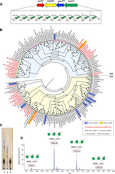 Analysis Of The Presence Of MMP In Mycobacterium And Related Genera A