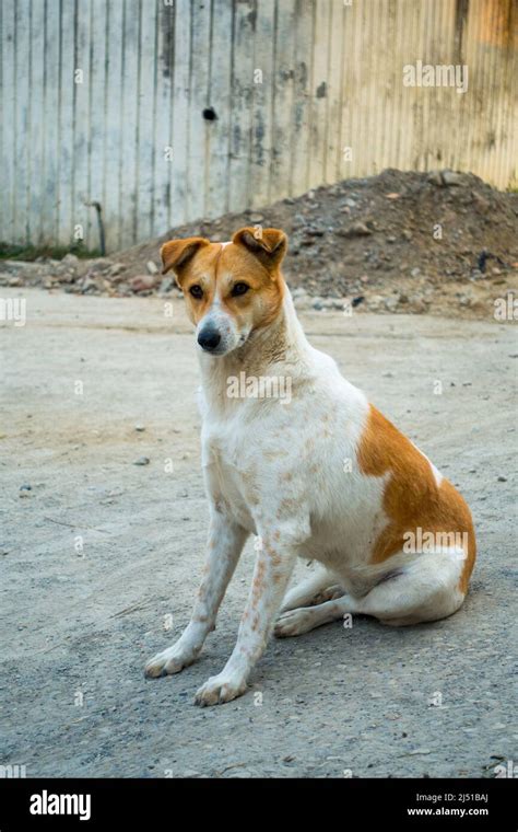 A White And Brown Stray Dog Sitting On A Concrete Road In India Stock