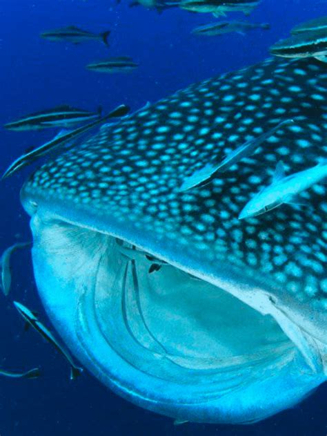 Meet The 10 Biggest Fish In The World Az Animals