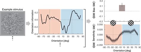 Figure 4 From Perceptual Confirmation Bias And Decision Bias Underlie