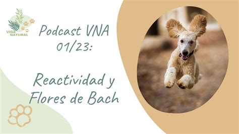 Podcast 1 2023 Reactividad Canina Y Flores De Bach Para Perros Con