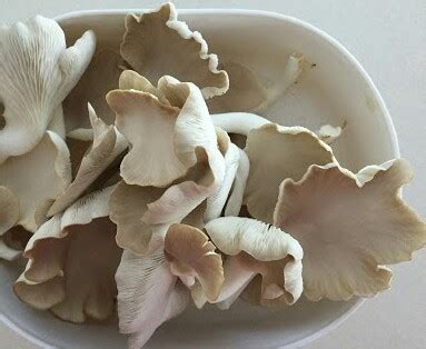 Dry Oyster Mushroom Packaging Plastic Or Polythene Bag At 800