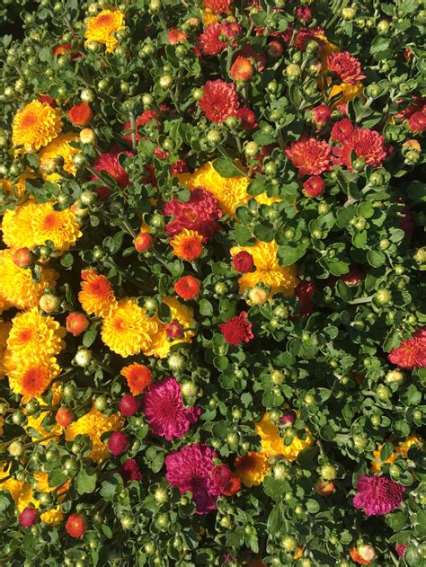 Wedding Mums - Multi Colored and Solid Colored Mums - Pin Oaks Farm