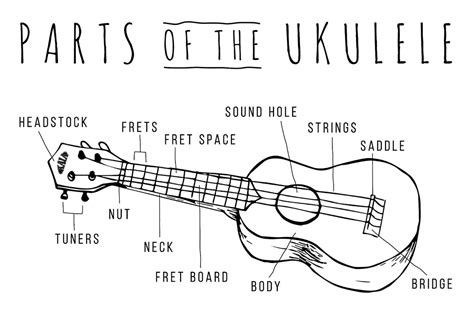 Ukulele Parts Names Complete Ukulele Anatomy Guide