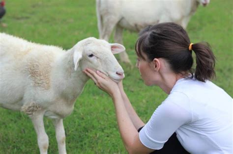 Goat Diseases Signs Symptoms Testing From Home