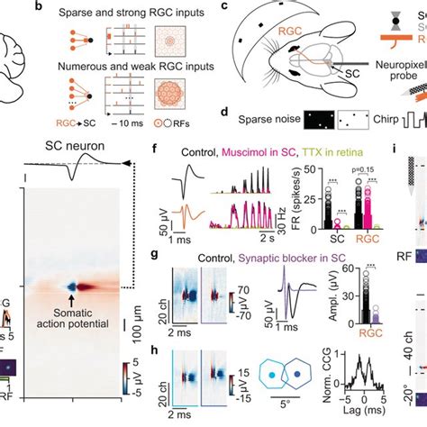 Simultaneous Recordings Of Rgc Axons And Sc Neurons In The Mouse In