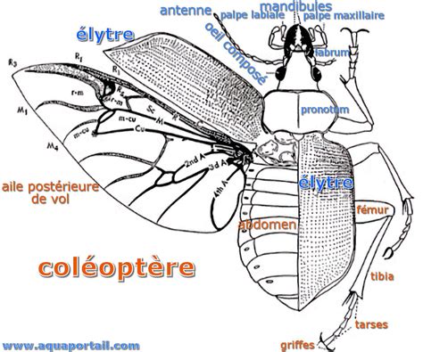 Élytre définition et explications