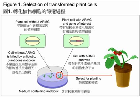 Genetically Modified Food Antibiotic Resistance Marker Gene