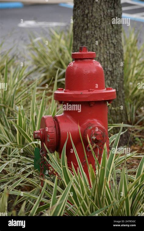 Bright Red Fire Hydrant In Garden Stock Photo Alamy