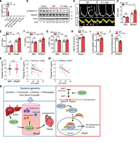 Reduced Fxi Concentrations Are Associated With Diastolic Dysfunction In