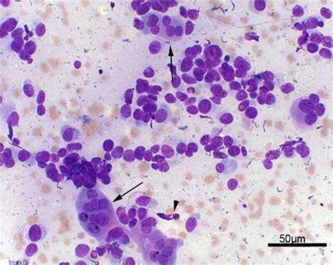 Retrospective Study Of 33 Dogs Diagnosed With Osteosarcoma Osa By