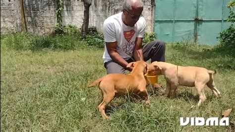 ISAÍAS 56 11 PASTORES DITOS COMO CÃES GULOSOS VEJA PORQUÊ YouTube