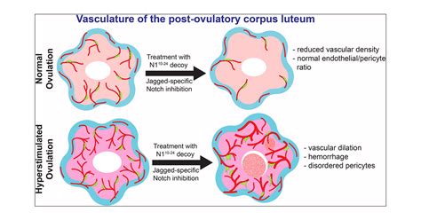 Inhibition Of Jagged Specific Notch Activation Reduces Luteal