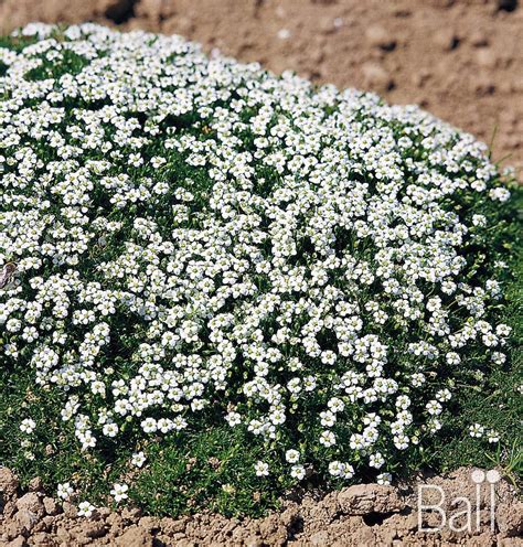 Sagina Subulata Irish Moss Boychuk Greenhouses