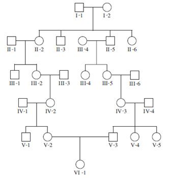 Genetics Chapter Flashcards Quizlet