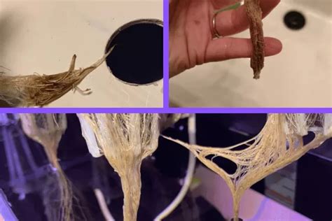 Best practices to Prevent Root Rot In Hydroponics - Hydroponic Living