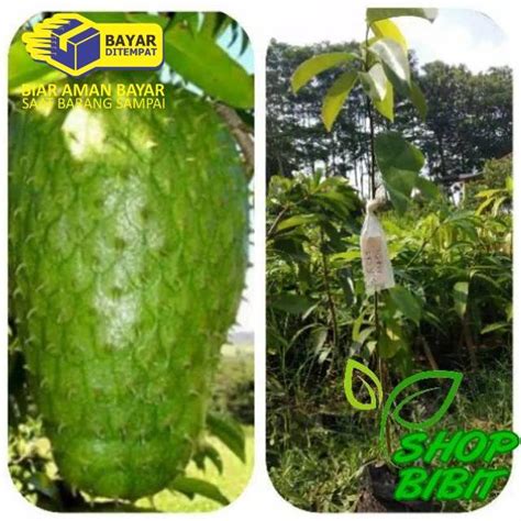 Jual Obral Bibit Tanaman Buah Sirsak Madu Jumbo Super Manis Cepat