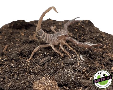 Emperor Scorpion Babies