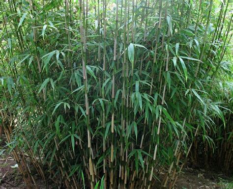 One Of The Most Versatile Grasses On The Planet Bamboo Is Widely Used