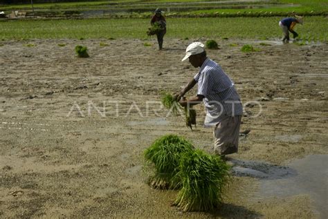 Produksi Beras Nasional Periode Oktober Desember Meningkat